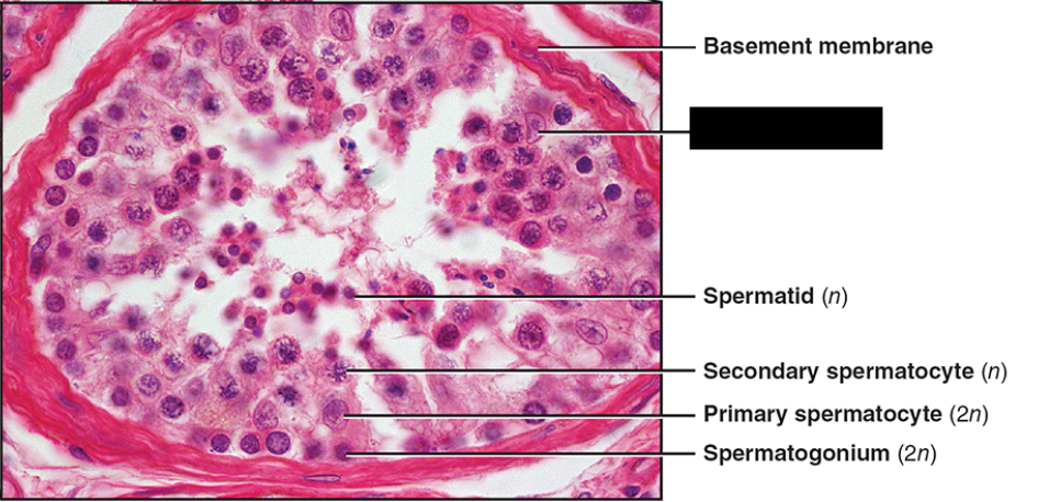 term image