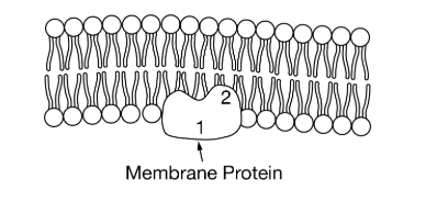 <p>Based on the figure, which of the following statements best describes the relationship between regions 1 and 2 of the protein?</p><p>A) Region 1 is hydrophilic because it interacts with the interior of the membrane, whereas region 2 is hydrophobic because it interacts with an aqueous environment.</p><p>B) Region 1 is hydrophilic because it interacts with an aqueous environment, whereas region 2 is hydrophobic because it interacts with the interior of the membrane.</p><p>C) Region 1 is hydrophobic because it interacts with the interior of the membrane, whereas region 2 is hydrophilic because it interacts with an aqueous environment.</p><p>D) Region 1 is hydrophobic because it interacts with an aqueous environment, whereas region 2 is hydrophilic because it interacts with the interior of the membrane.</p>