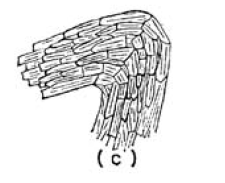 <p>Post-kinematic recrystallization of bent crystals into an arcuate pattern of smaller straight crystals</p>