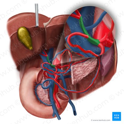 <p><span><span>a blood vessel located in the upper abdomen that carries oxygen-rich blood from the heart to the liver, running from the aorta (through the celiac trunk) toward the liver where it supplies the oxygen needed for proper liver function.</span></span></p>