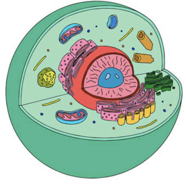 <p>Is this a eukaryotic or prokaryotic cell?</p>