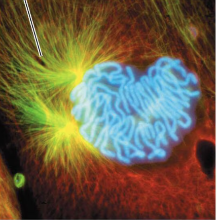<p>Chromosomes condense, and spindle apparatus begins to form</p>