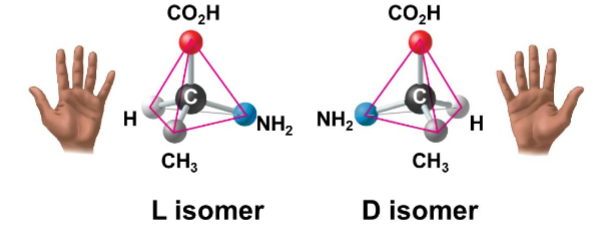 <p>isomers that are mirror images of each other</p><p>• Asymmetric carbons are connected to 4 different atoms or groups and have 2</p><p>possible arrangements (aka. Chirality)</p>