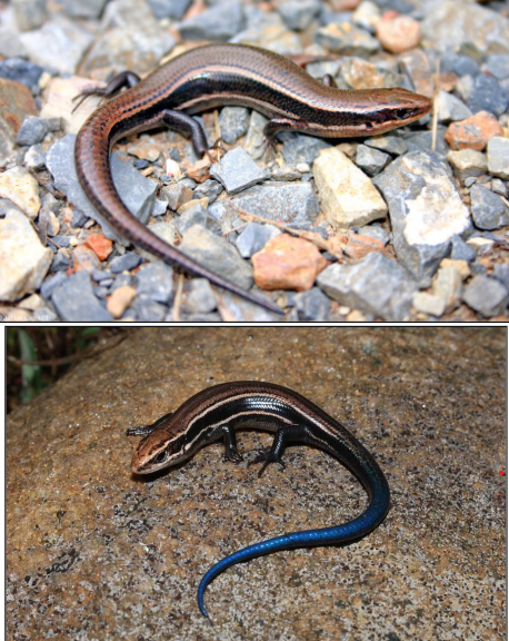 <p>Coal skink broad dark stripes (4 scale rows wide) and two yellow stripes along each side; single</p><p>postmental scale on lower jaw; 6-7 labial scale, sgcn</p>