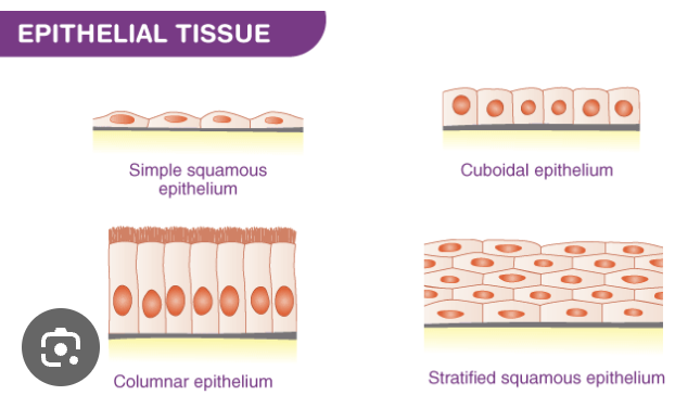 <p>Since they work with passage of food they are part of the digestive system and they are lined with stratified squamous epithlium (a multi-layered protective tissue) </p>