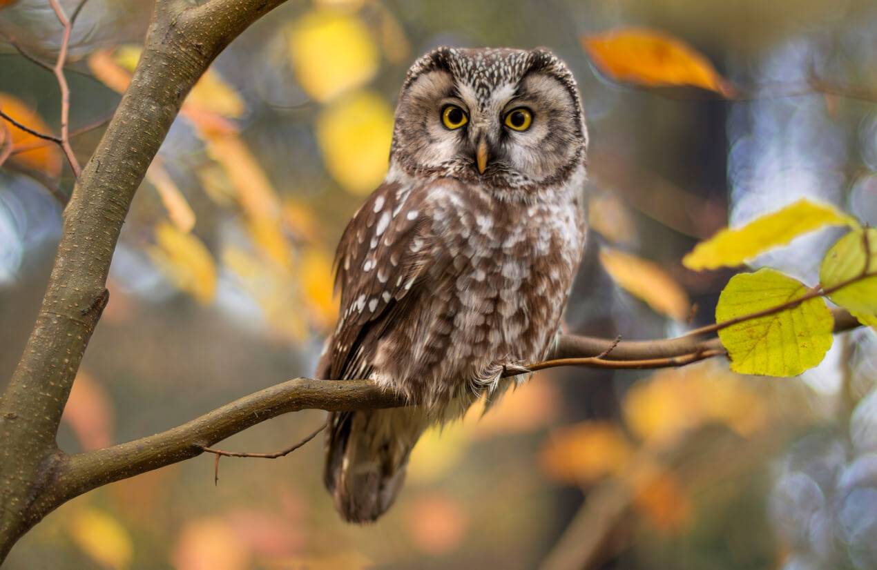 <p>owl</p>