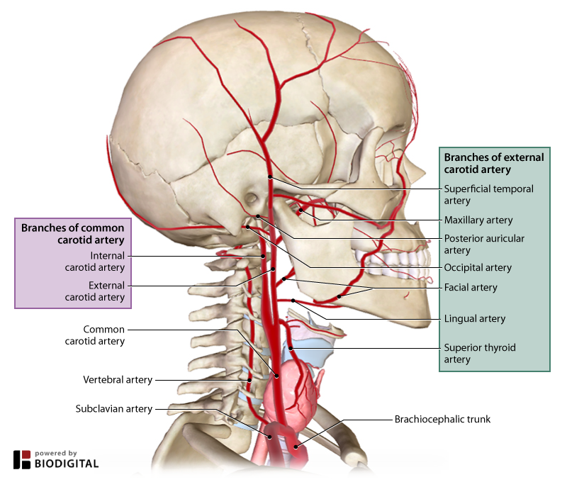 <p>Branch of the brachiocephalic trunk supplying the right side of the head and neck.</p>