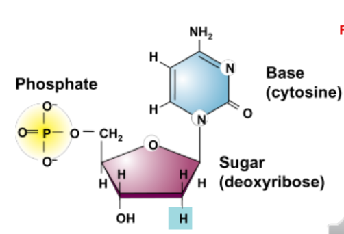 <p>What kind of molecule is this?</p>