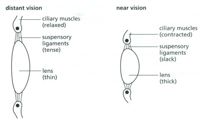 <p><span>Ved akkommodation kontraherer </span><strong>m. ciliaris</strong><span>, zonulatrådene aflastes, og linsen bliver mere rund, hvilket øger dens brydningsstyrke.</span></p>