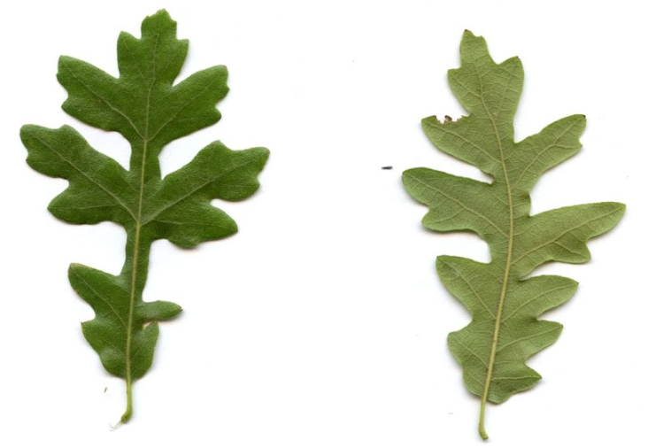 <p>Quercus cerris - cer</p><p>Fagaceae - bukovke </p>