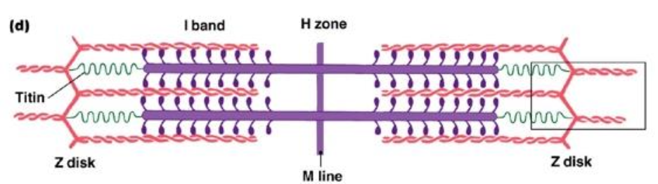 <p>The functional/contractile unit of the muscle </p>