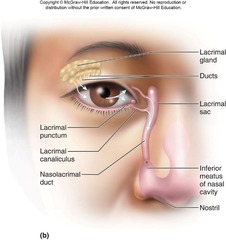 <p>It produces and drains lacrimal fluid (tears).</p>