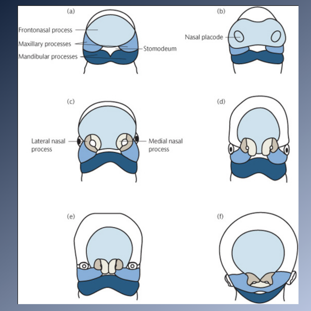<p><span>1. EMBRYO:</span><br><span>• Forms initially from a center of mesenchymal condensation in the maxillary process, on the lateral surface of the nasal capsule.</span></p><p><span>. EMBRYO:</span><br><span>• Growth cartilage contributes to lengthening of the head and anterior displacement of the maxilla, but does not contribute directly to formation of the maxillary bone.</span><br><span>• Malar cartilage disappears and is TOTALLY replaced by bone well before birth.</span><br><span>• Bone formed entirely by APPOSITION of new bone to free surfaces.</span></p>