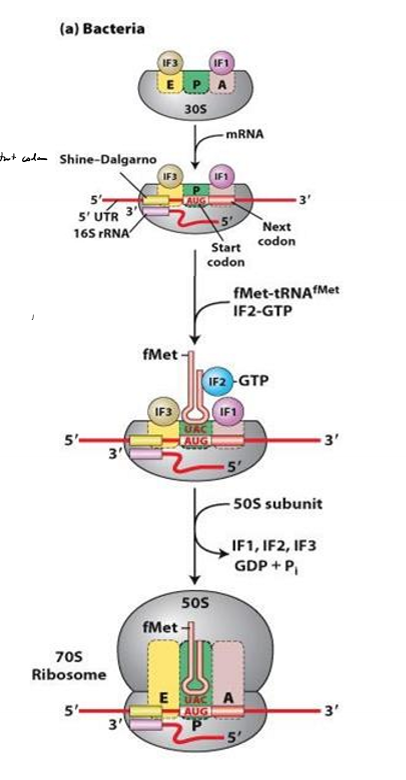 <p>What do the initiation factors do in bacteria?</p>