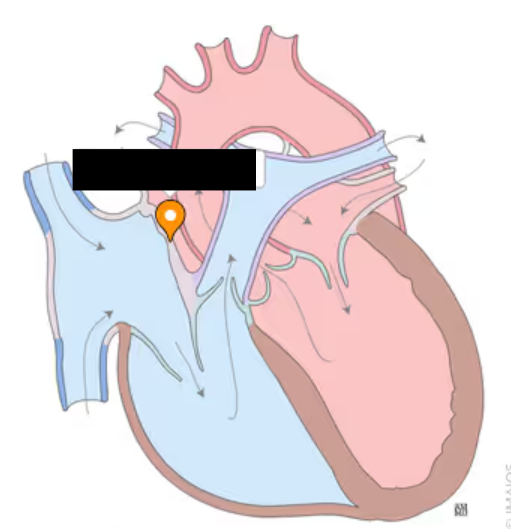 <p>the left and right atria are separated by?</p>