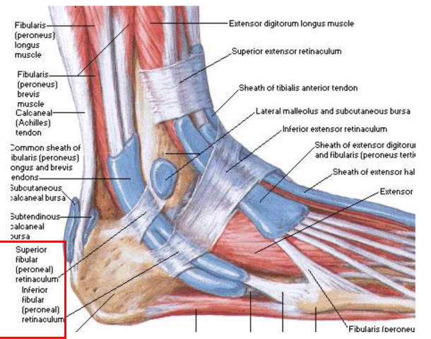<p>supports stabilization of peroneal tendons as they cross lateral malleolus</p><ul><li><p>superior: calcaneus to lateral malleolus</p></li><li><p>inferior: calcaneus to inferior extensor retinaculum</p></li></ul><p></p>