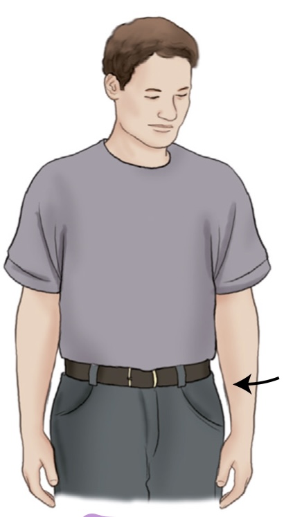 <p>what is the name of the movement where you turn a part of the body toward the body?</p>
