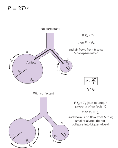 <p><u>This law describes the relationship between:</u></p><p><span style="color: purple;"><mark data-color="yellow" style="background-color: yellow; color: inherit;">r = alveolus radius</mark></span></p><ul><li><p>decreased r → increased pressure</p></li></ul><p></p><p><span style="color: purple;"><mark data-color="yellow" style="background-color: yellow; color: inherit;">P = pressure</mark></span></p><p></p><p><span style="color: purple;"><mark data-color="yellow" style="background-color: yellow; color: inherit;">T= surface tension</mark></span></p><ul><li><p>affected by presence of surfactant or not. <strong>more effective in small alveoli</strong></p><ul><li><p><span style="color: purple;"><u>with surfactant</u>: <strong>no air flow</strong>.</span> <strong><mark data-color="purple" style="background-color: purple; color: inherit;">surfactant reduced T in smaller alveoli</mark></strong> (b) such that T<sub>b</sub> < T<sub>a </sub>&amp;<sub> </sub><strong><mark data-color="purple" style="background-color: purple; color: inherit;">small alveoli matches larger radius alveoli pressures</mark></strong> (a)</p></li><li><p><u>without surfactant</u>: air flow goes from high pressure (b) to low (a); small alveoli would be unstable and collapse</p></li></ul></li></ul><p></p>