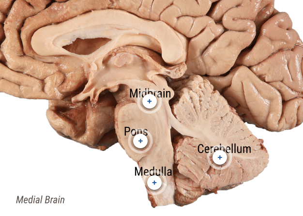 <ul><li><p>controls some basic functions of body → heart rate &amp; respiration</p></li><li><p>includes 9 cranial nerves</p></li><li><p>formation → midbrain, pons, medulla oblongata</p><ul><li><p>medulla is continuous to the spinal cord</p></li></ul></li></ul><p></p>