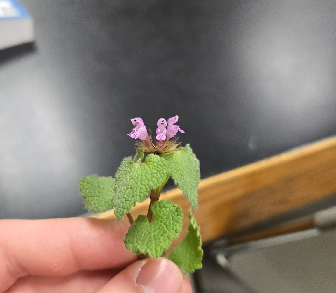 <p><strong>(<em>Lamium purpureum</em>)</strong> – Small mint with square stems, fuzzy heart-shaped leaves (often purple-tinged), and pink-purple tubular flowers. Common in lawns and disturbed soils. <strong>Autotroph.</strong><br><strong>Uses:</strong> Edible (mild greens, tea); medicinal (anti-inflammatory, mild astringent).</p>
