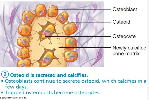 <ul><li><p>Osteoblasts secrete osteoid (thin-layer of matrix)</p></li><li><p>Osteoid hardens (calcifies)</p></li><li><p>Osteoblasts become osteocytes </p></li></ul><p></p>