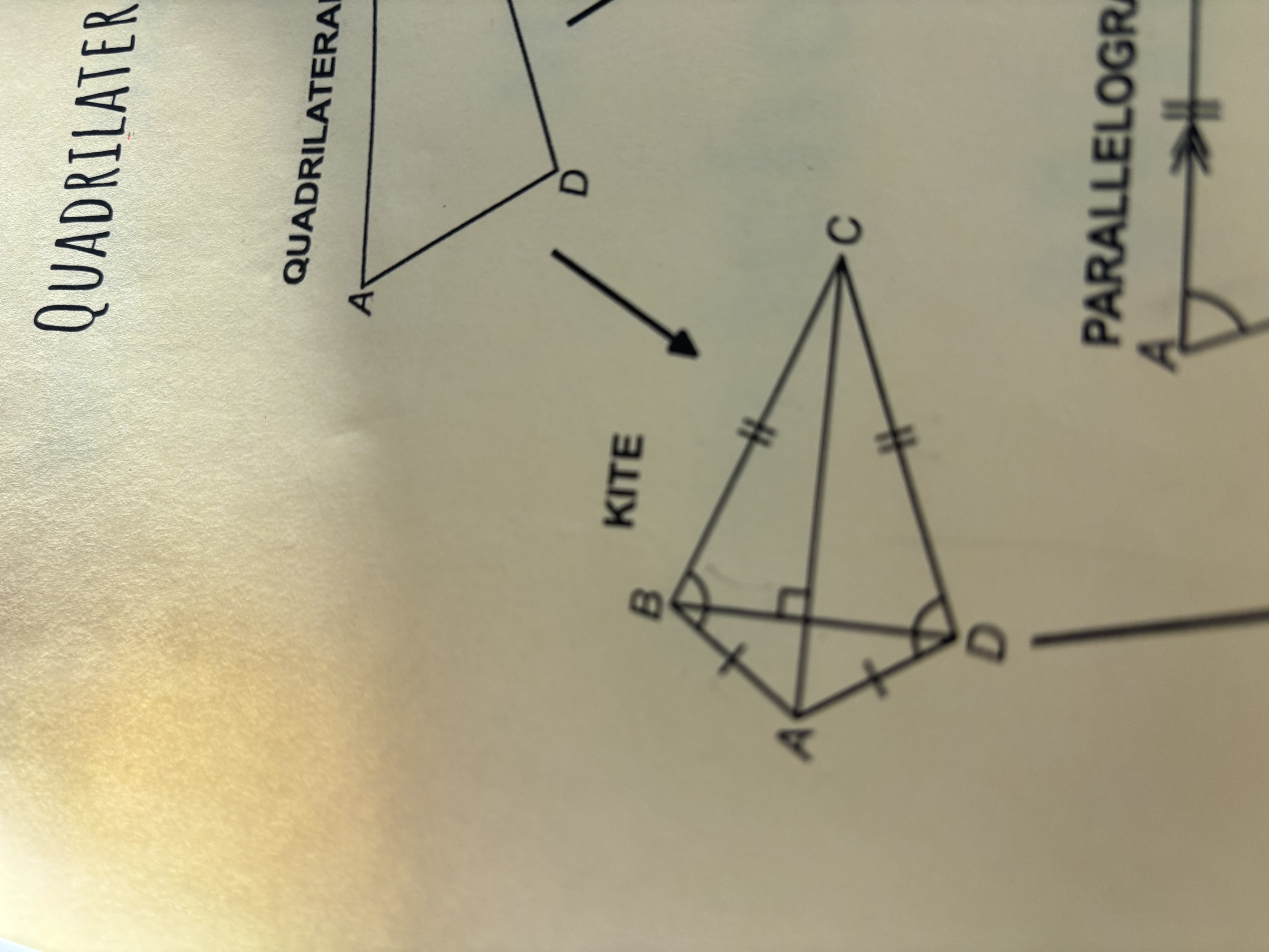 <p>Kite</p>