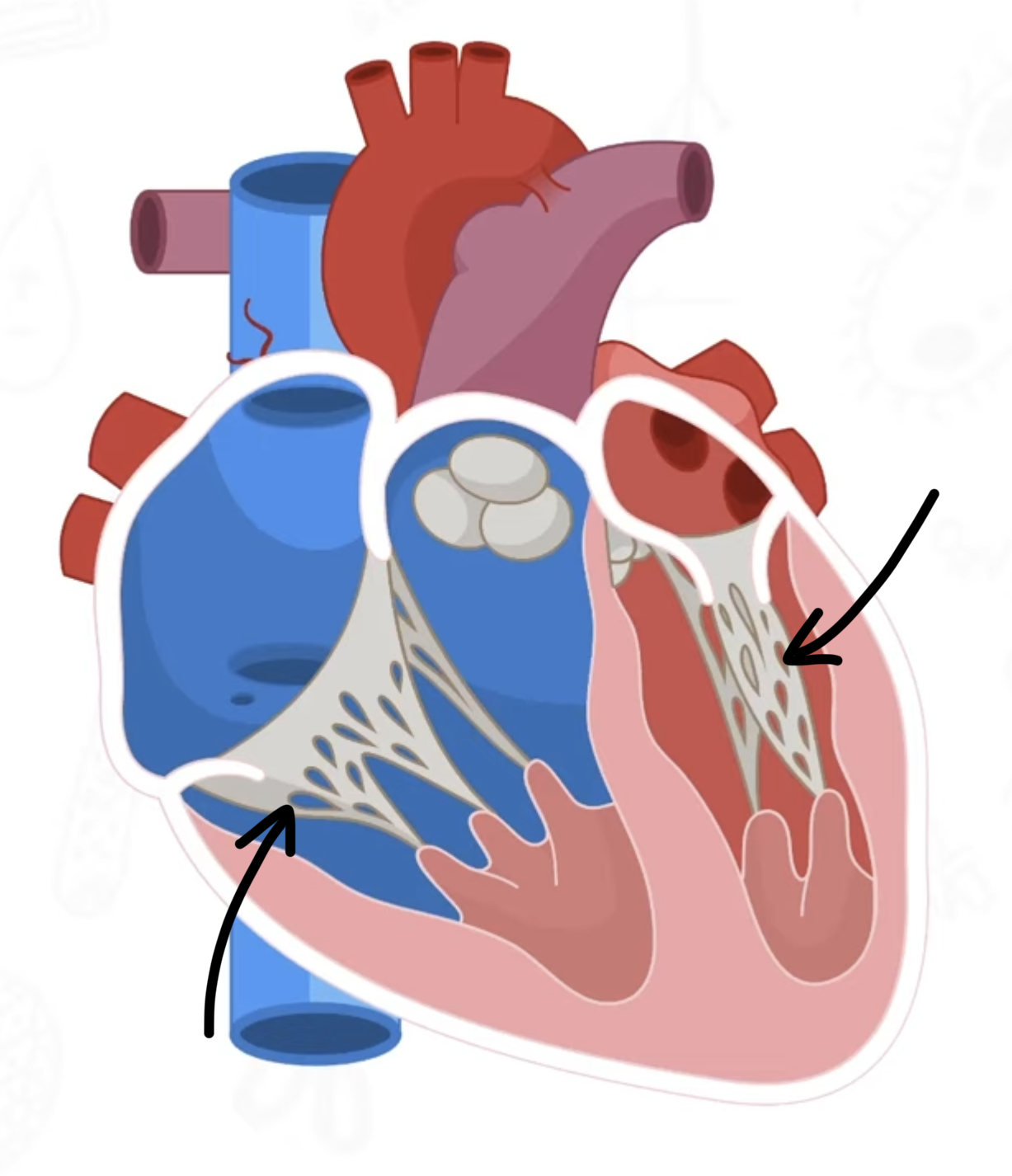 <p>collagen cords that anchor the tri/bicuspid valves</p>