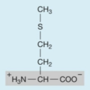 <p><strong>Hydrophobic</strong> (<strong>nonpolar</strong>) amino acids</p>
