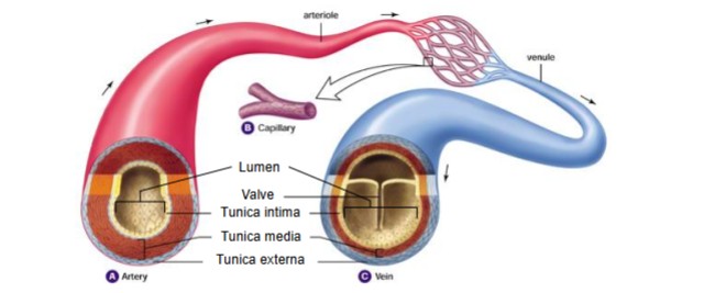 <p>Arteries</p><ul><li><p>Narrower lumen</p></li><li><p>No valves</p></li><li><p>Tunica media thickest</p></li><li><p>More elastic</p></li></ul><p>Veins</p><ul><li><p>Larger lumen</p></li><li><p>Valves</p></li><li><p>Tunica externa thickest</p></li><li><p>less elastic</p></li></ul><p></p>