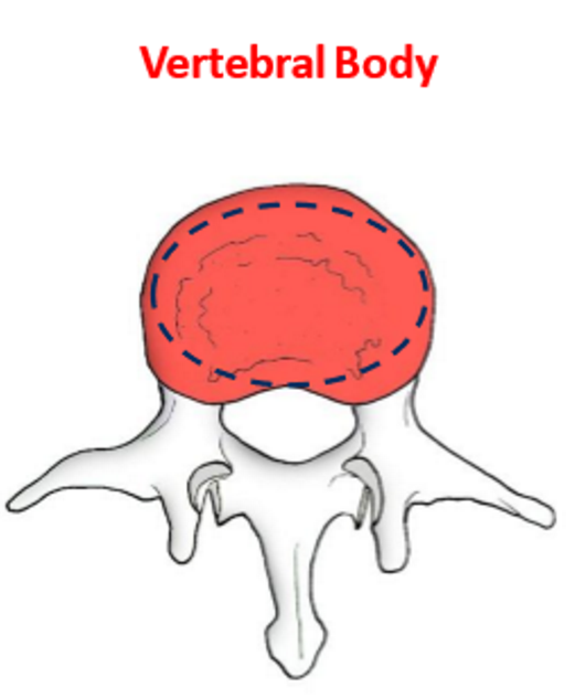 <ul><li><p>Weight bearing</p></li><li><p>Superior & inferior articulation</p></li><li><p>Anchorage of articular discs to the vertebrae via an epiphyseal ring</p></li></ul><p></p>