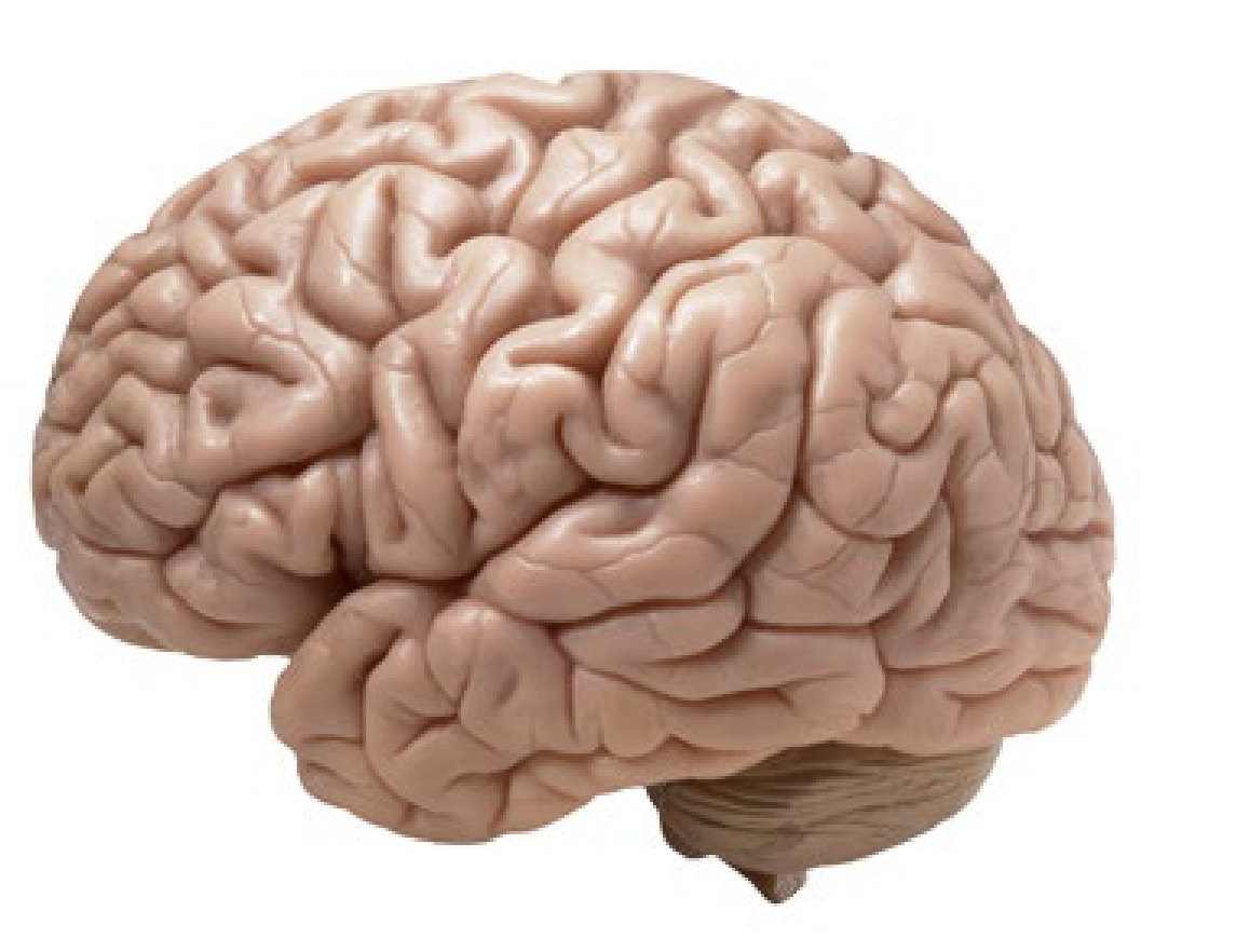 <p>label cuneus, calcarine sulcus, and lingual gyrus</p>
