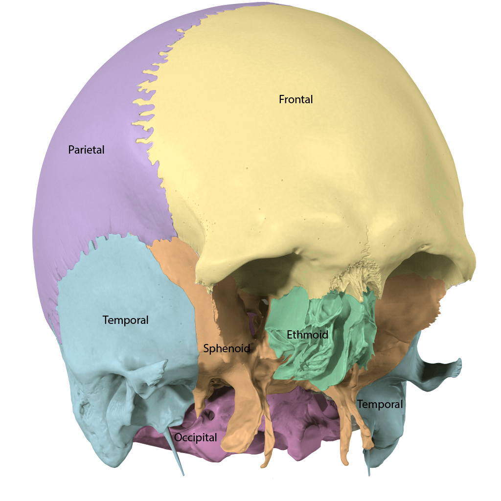<p>Cranial</p>