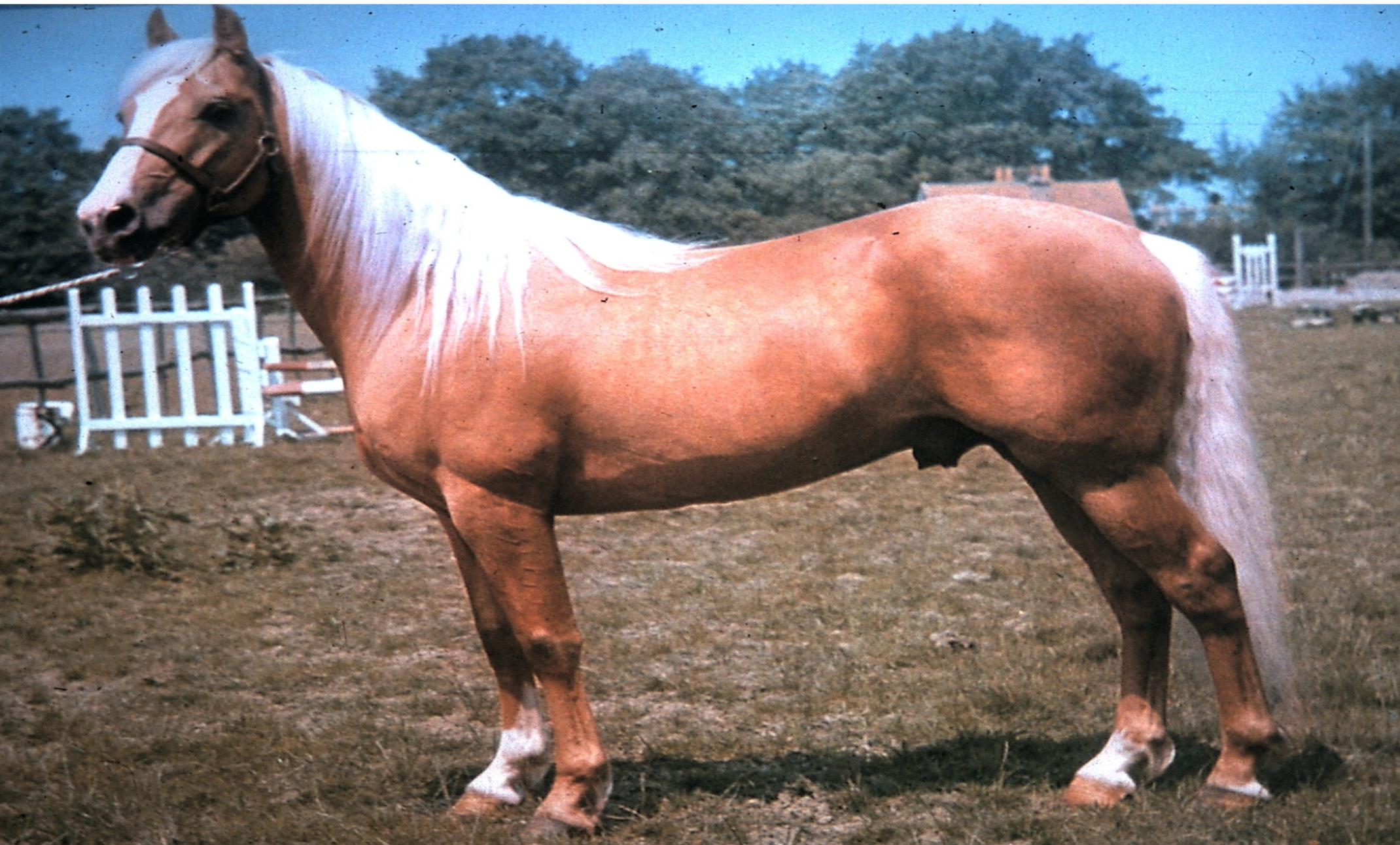 <p>color</p>