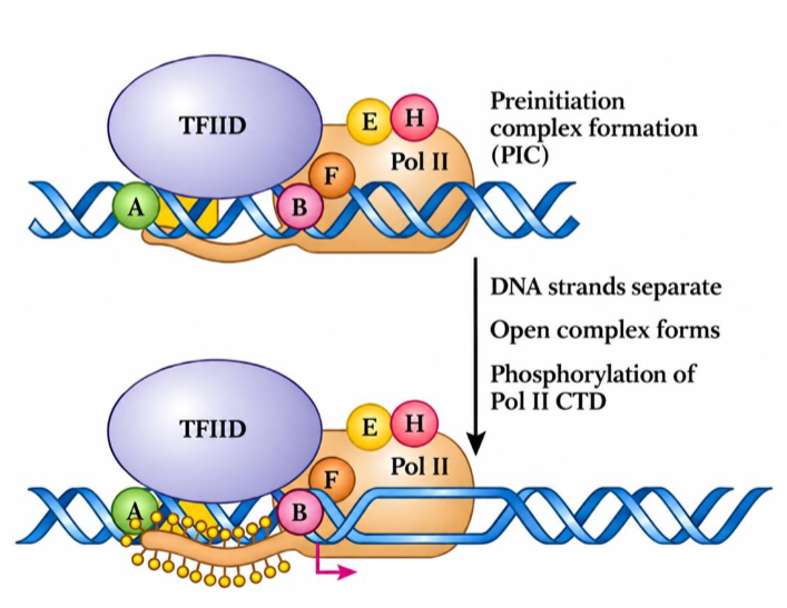 <p>ATP-dependent helicase type activity</p>