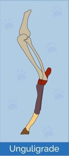 <p>Walking on the tips of the toes</p>