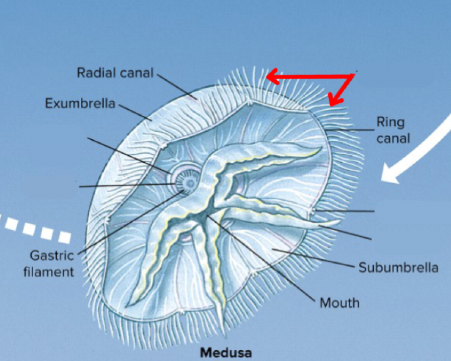 <p>What structure is this on the <strong><em>Aurelia</em></strong> life cycle’s <strong><em>medusa?</em></strong></p>