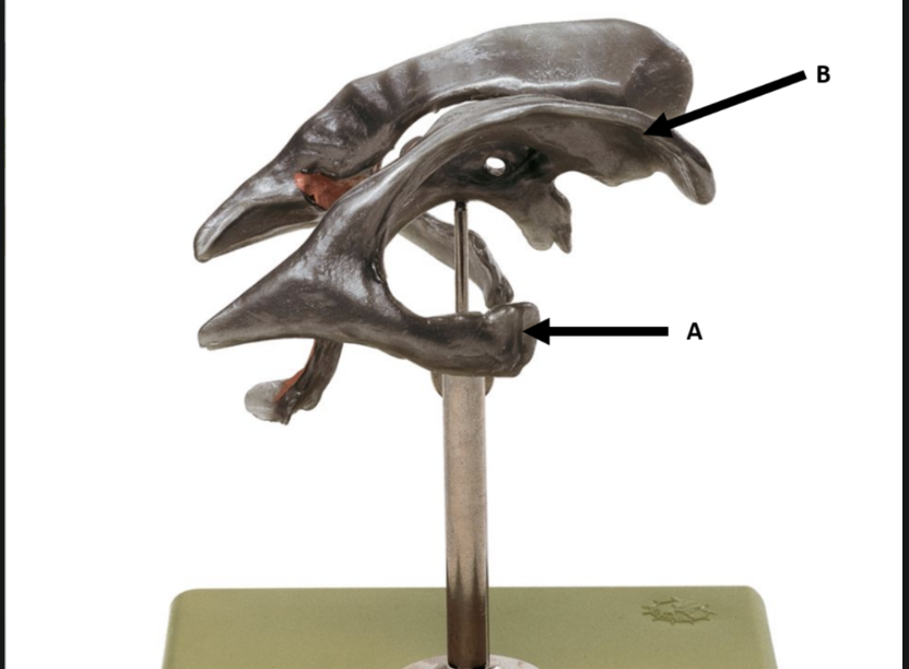 <p>What is A &amp; B?</p>