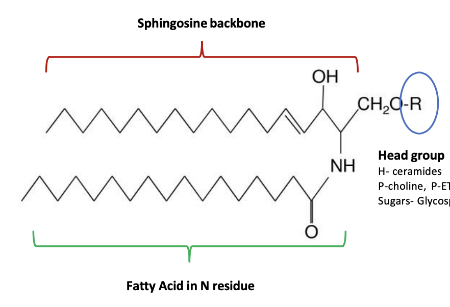 <p>if the R group is an H what molecule is formed?</p><p>and if the R group is phosphocholine or phosphoethanolamine?</p>