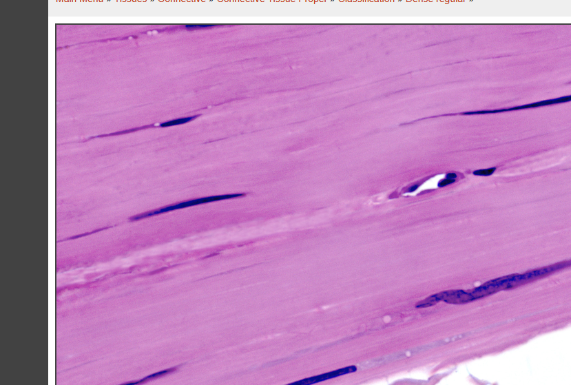 <p>what tissue is this </p>