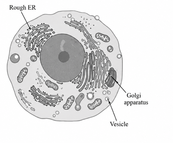 <p>The figure below illustrates a eukaryotic cell. Which of the following best describes how the three structures indicated by the arrows work together?</p><p>A) To synthesize lipids and modify toxic substances in order to render them harmless</p><p>B) To synthesize and isolate proteins for secretion or for use in the cell</p><p>C) To catabolize nutrients and produce ATP for intracellular energy storage</p><p>D) To synthesize all ribosomal proteins</p>