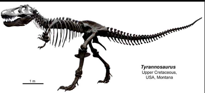 <ul><li><p>upper cretaceous </p></li></ul><p></p>