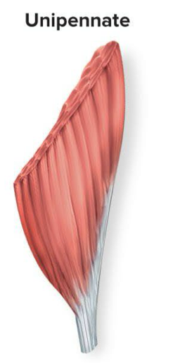 <p>Fascicles attach to one side of tendon and run at an angle → ex: extensor digitorium longus</p><ul><li><p>Think of feather with the tendon being the shaft and barbs only coming off one side</p></li></ul><p></p>