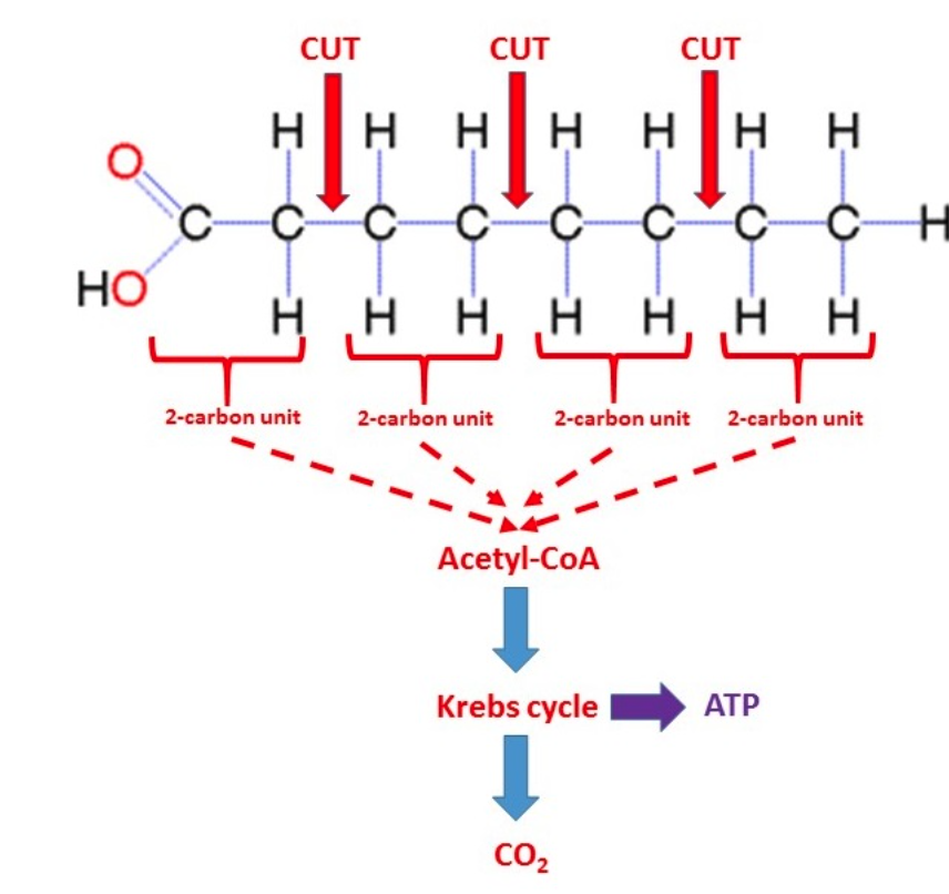 <ul><li><p>it happens <strong><em>inside mitochondria</em></strong></p></li></ul><ul><li><p>it is <strong><em>AEROBIC</em></strong> from start to finish (hence you must do aerobic exercises to burn fat)</p></li></ul><ul><li><p>it leads into the Krebs cycle</p></li><li><p>produces <strong><em>tons of ATP</em></strong></p></li></ul><p></p>