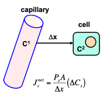 <ul><li><p>distance</p><ul><li><p>the greater the flux, the shorter the distance</p></li></ul></li><li><p>how is this addressed?</p><ul><li><p>most cells are close to capillary so length of time for a substance to diffuse from substance to capillary is short</p></li></ul></li></ul><p></p>