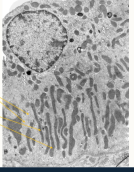 <p>what is the purpose of the mitochondria and folded basement membrane in salivary glands?</p>