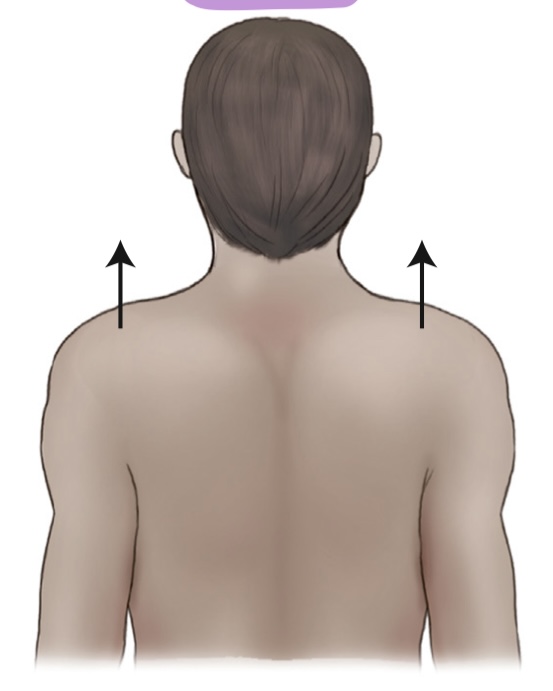 <p>what is the name of the movement where the shoulders are lifted?</p>