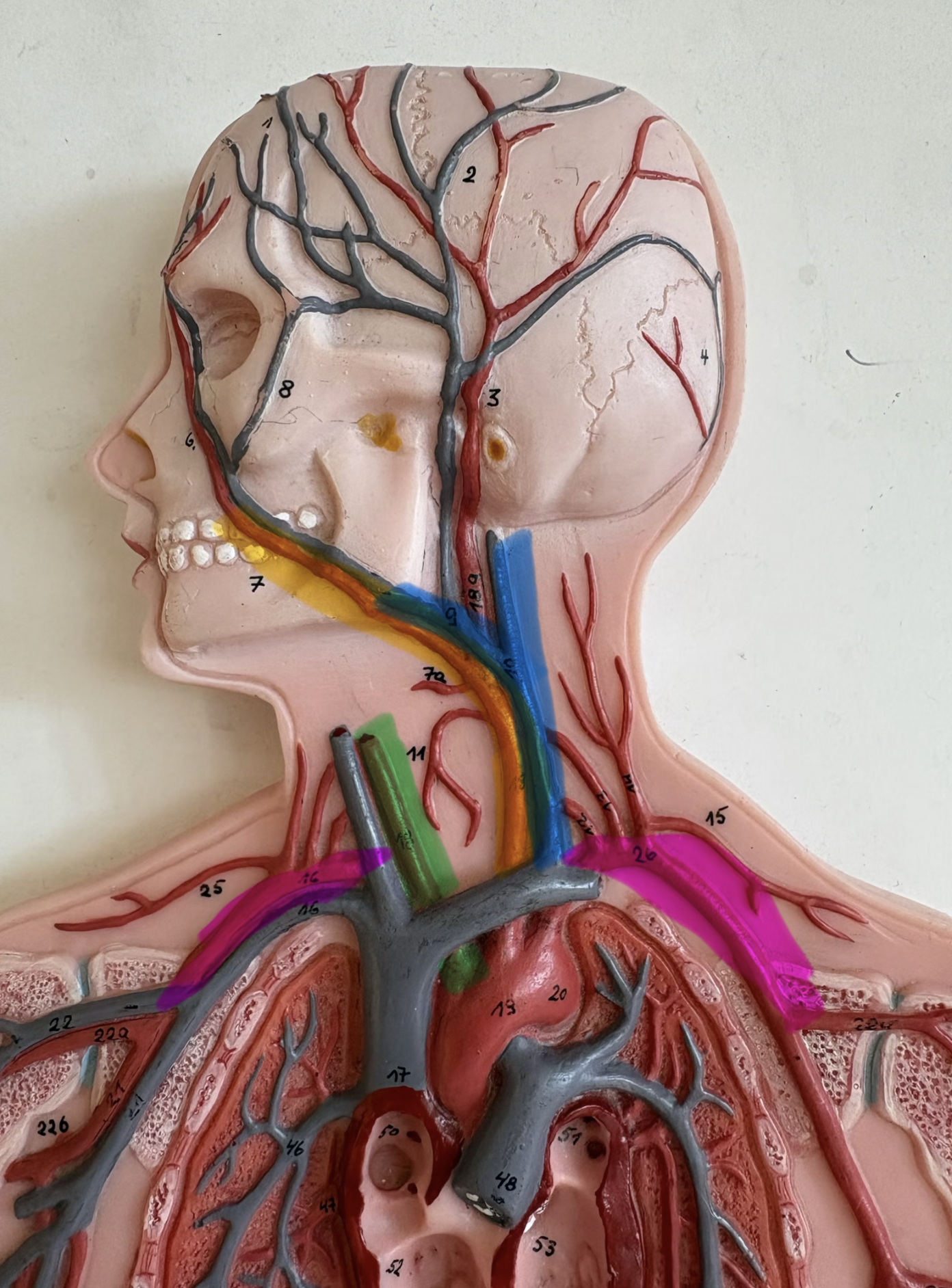 <p>What is the pink highlight?</p>