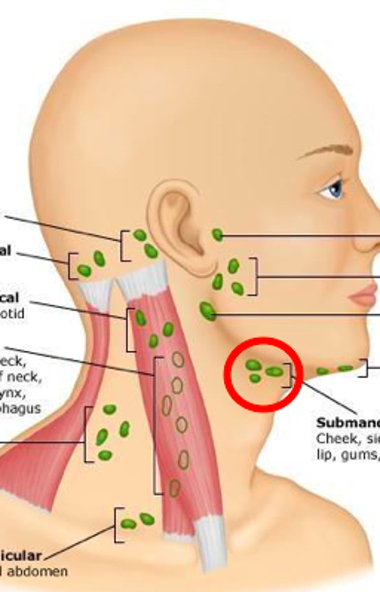 <p>midway between the angle and the tip of the mandible. These nodes are usually smaller and smoother than the lobulated submandibular gland against which they lie</p>