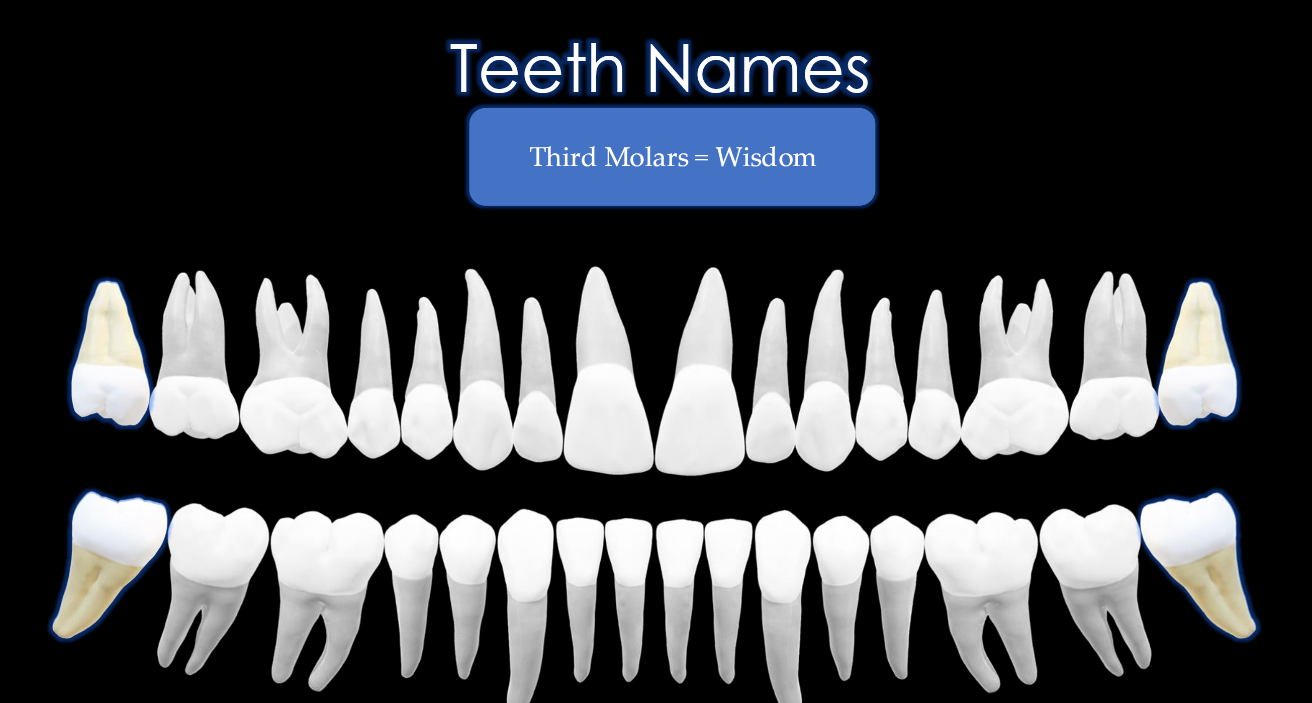 <p>Teeth #: 1,16,17,32</p>
