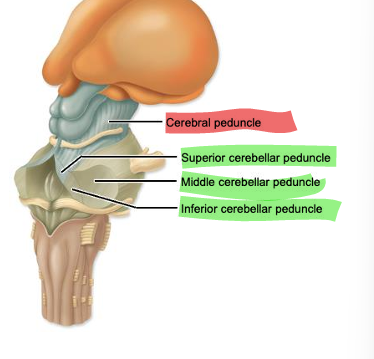 <p>connect the pons to the cerebellum</p>